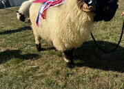 Valais Blacknose Ram