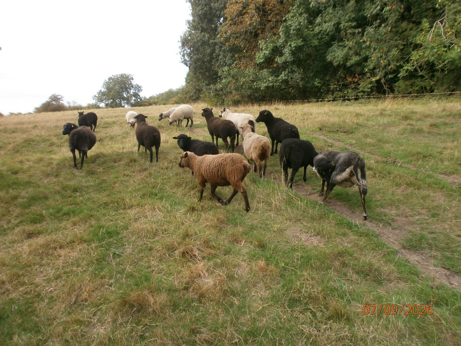 Shetland gimmers. Pedigree SSS registered.