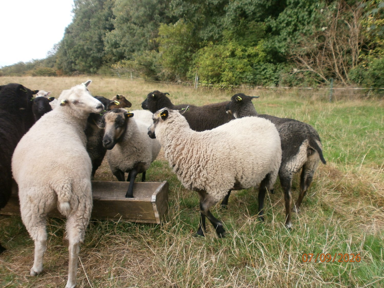  Shetland gimmers. Pedigree SSS registered.