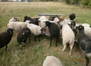 Shetland gimmers. Pedigree SSS registered.