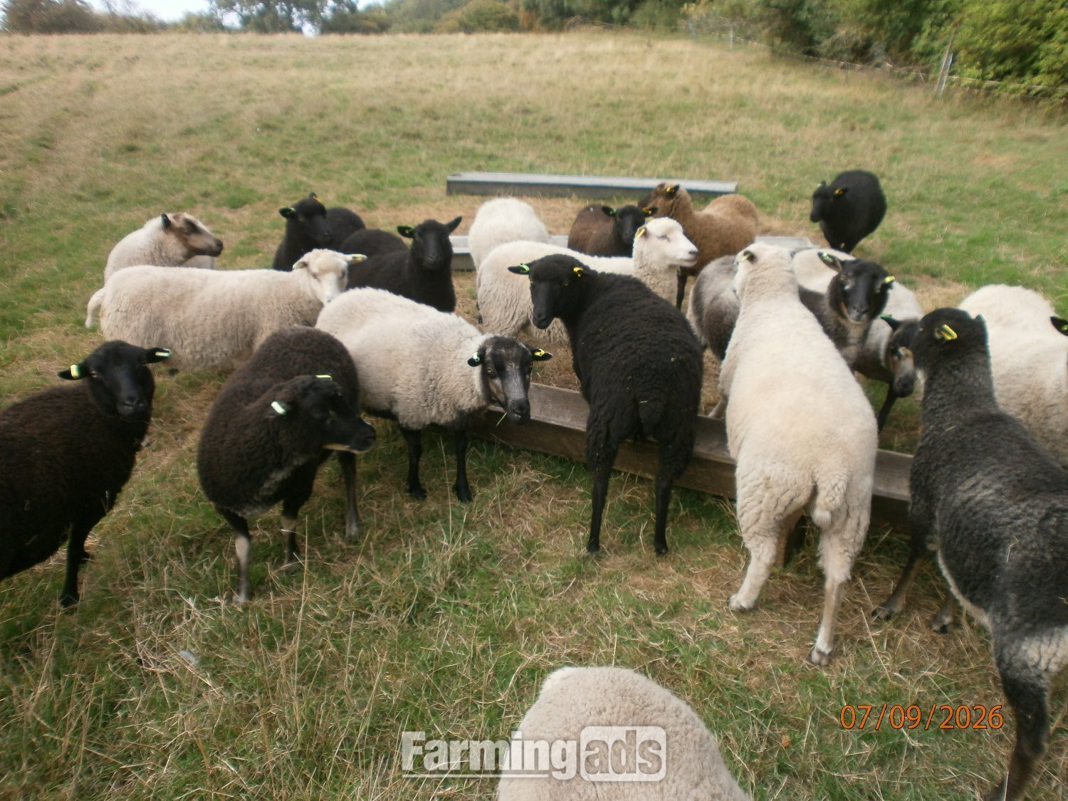 Shetland gimmers. Pedigree SSS registered.