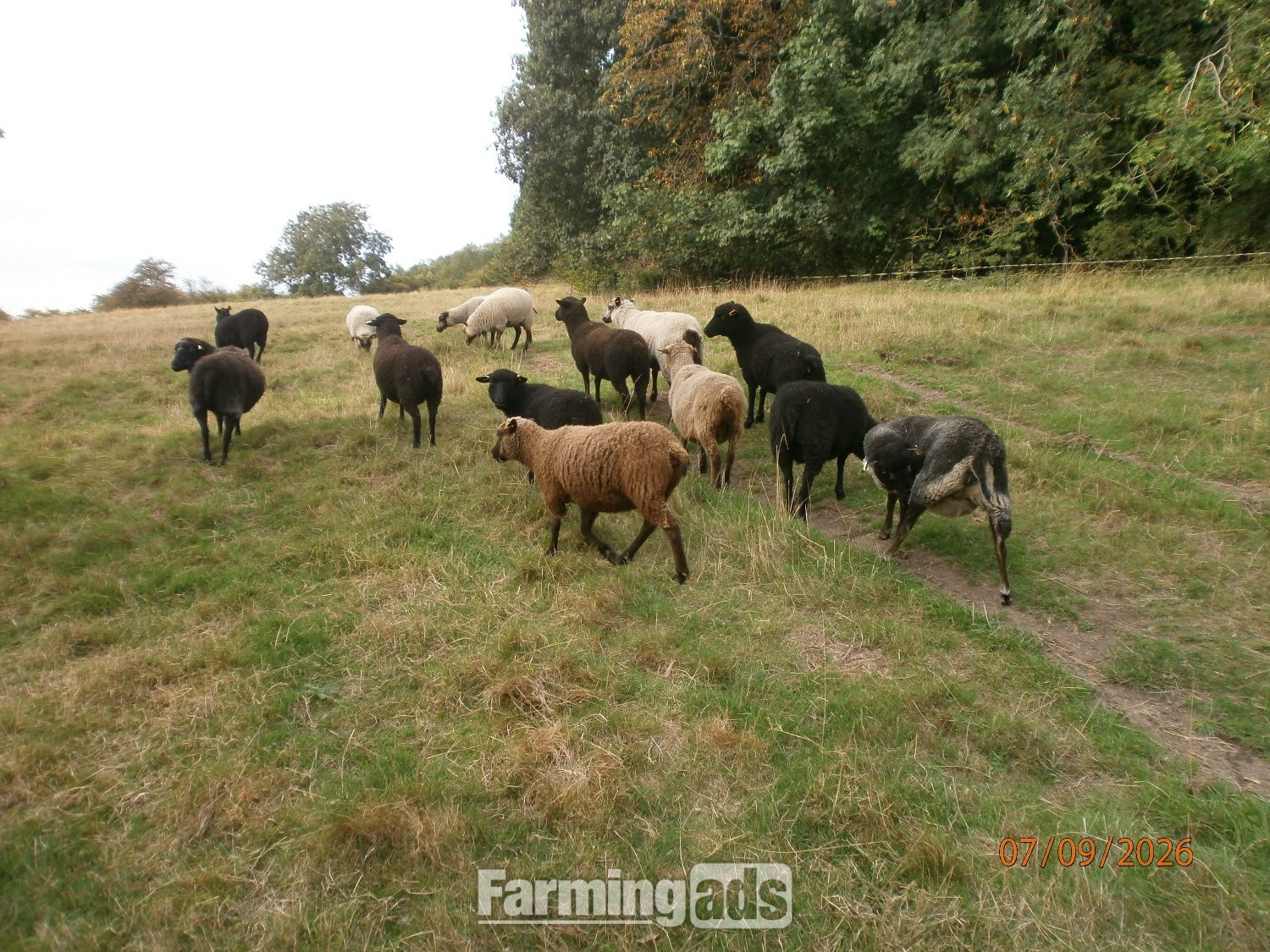Shetland gimmers. Pedigree SSS registered.
