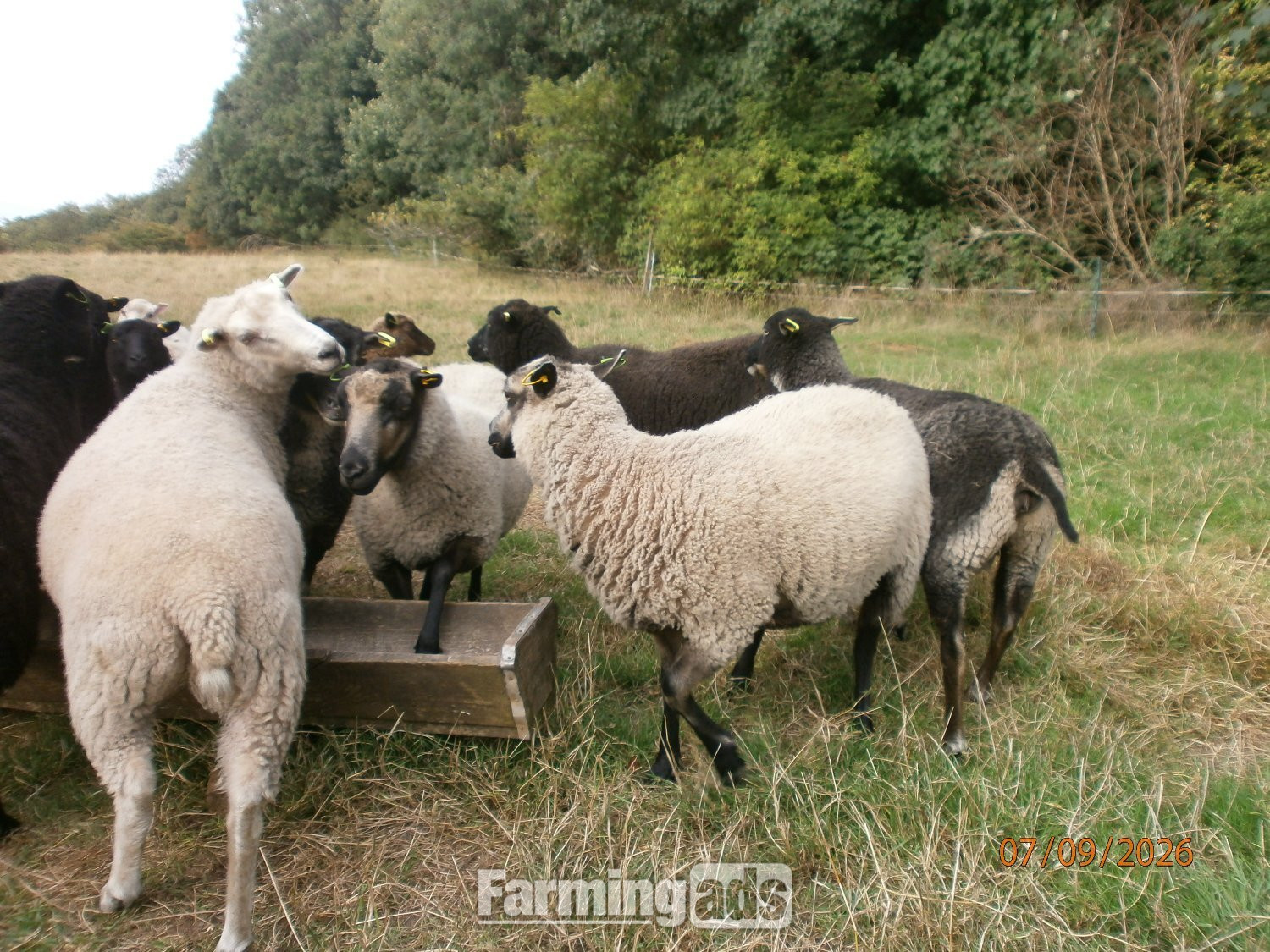  Shetland gimmers. Pedigree SSS registered.
