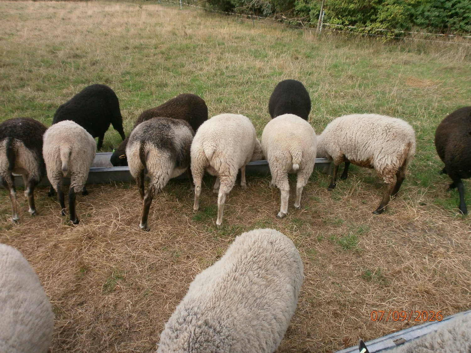 Shetland gimmers. Pedigree SSS registered. - {CATEGORY}