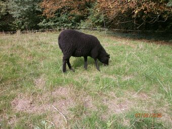 Shetland gimmers. Pedigree SSS registered.