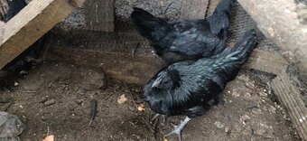 Fertilized chicken eggs for Sale in London