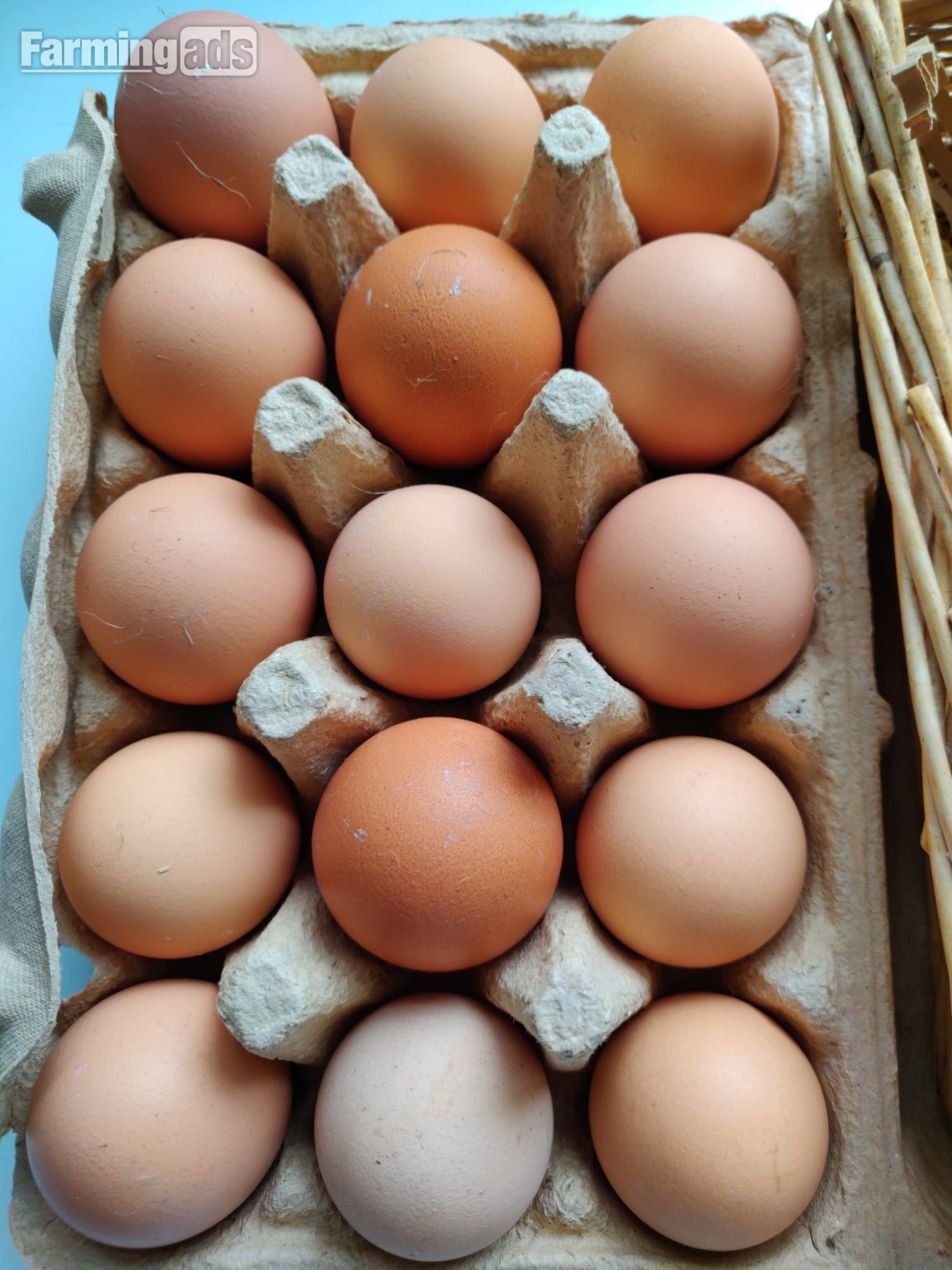 Fertilized chicken eggs for Sale in London