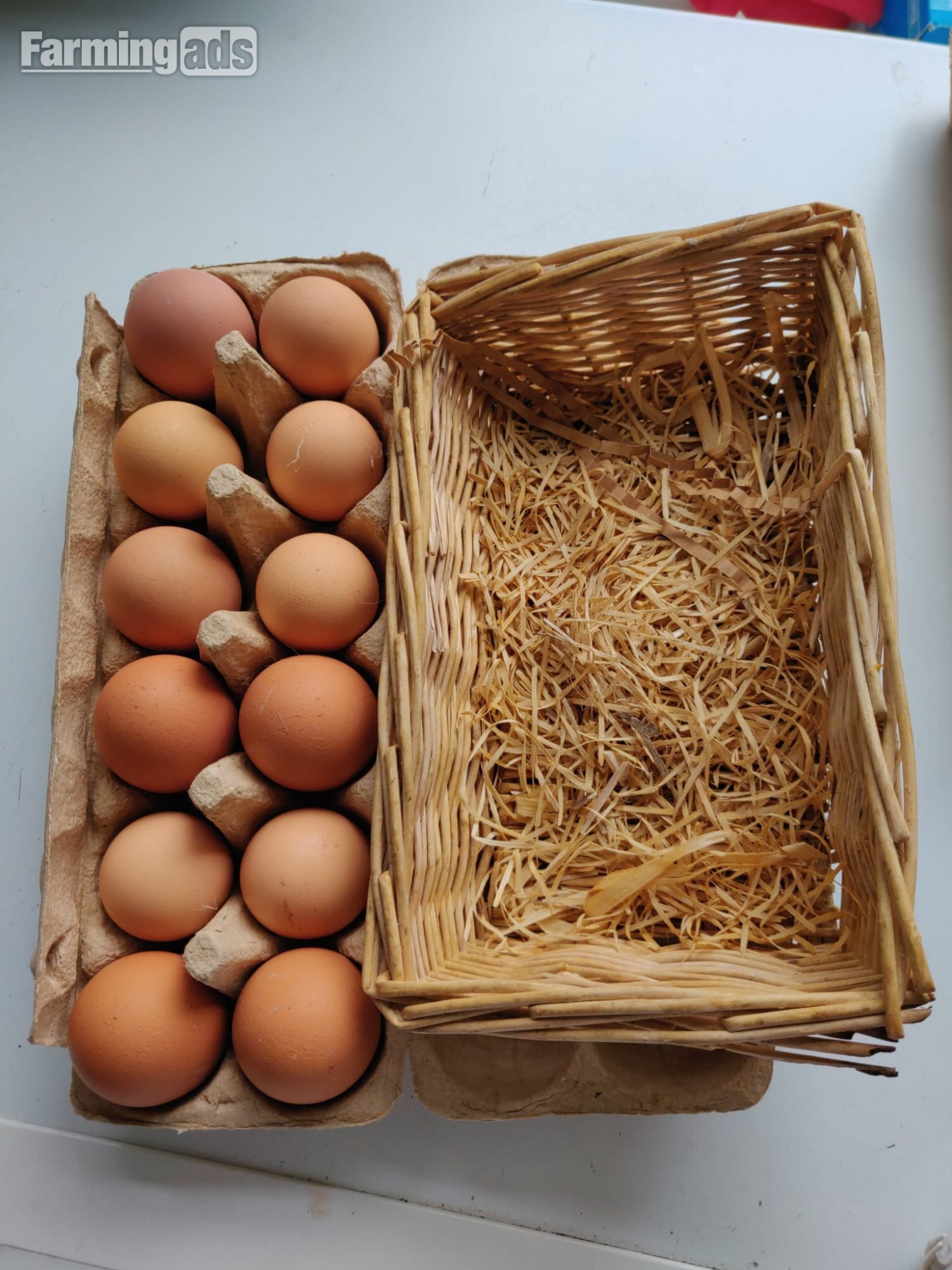 Fertilized chicken eggs for Sale in London