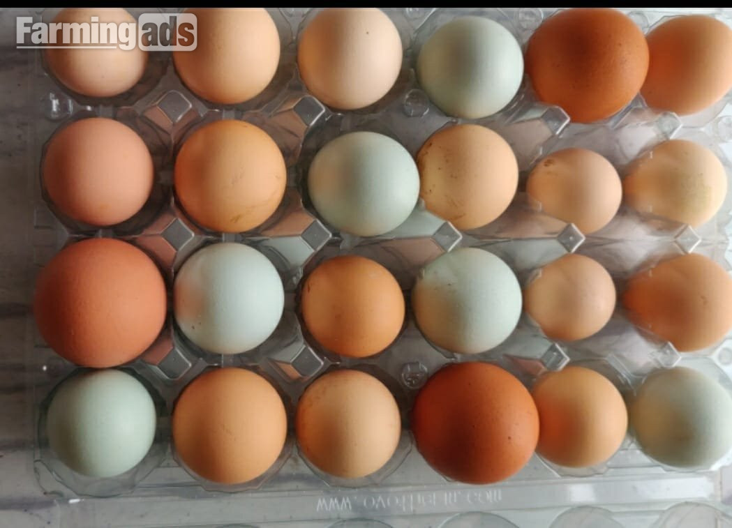  Fertilized chicken eggs for Sale in London