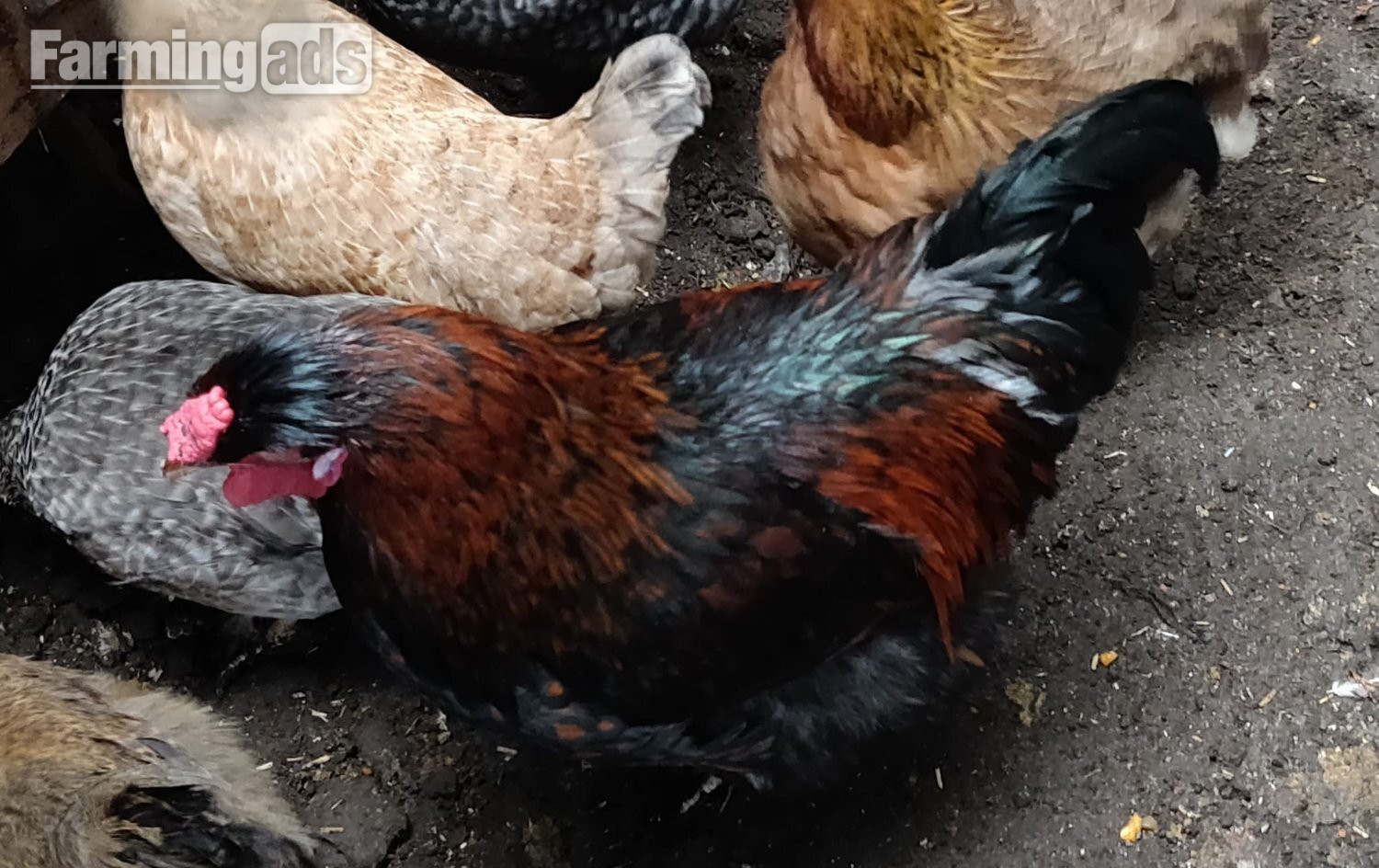 Fertilized chicken eggs for Sale in London - {CATEGORY}