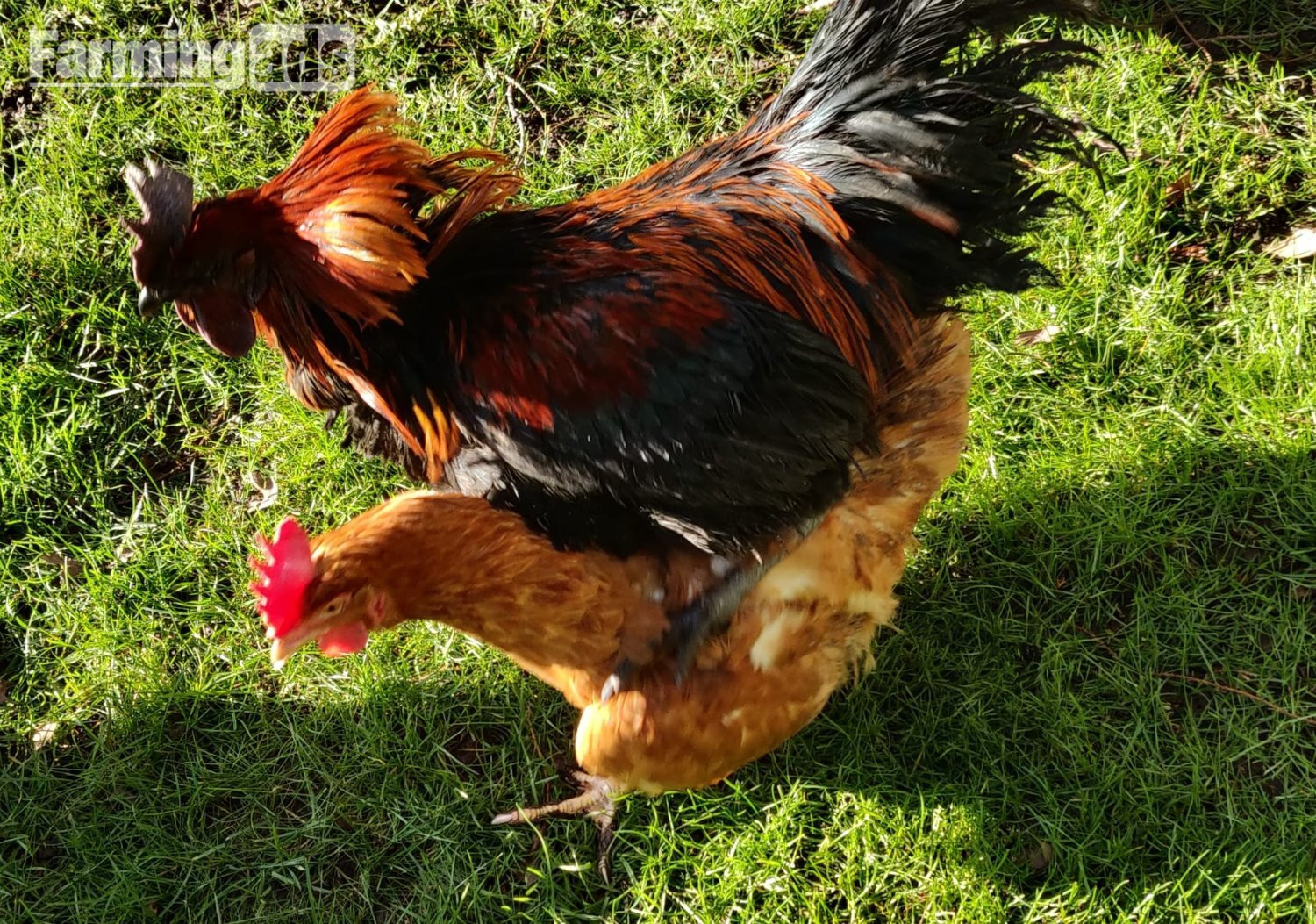 Fertilized chicken eggs for Sale in London 