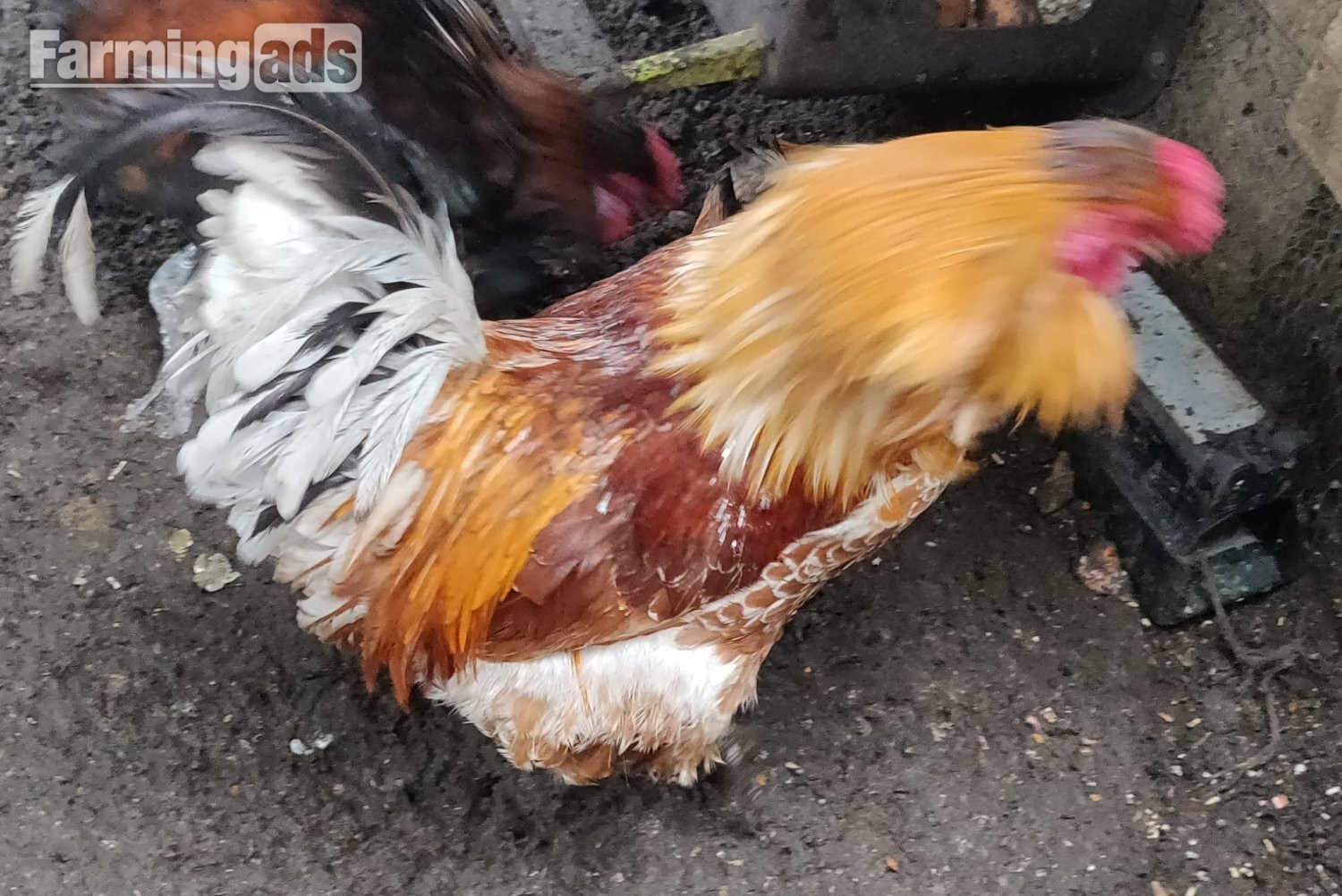 {CATEGORY} - Fertilized chicken eggs for Sale in London