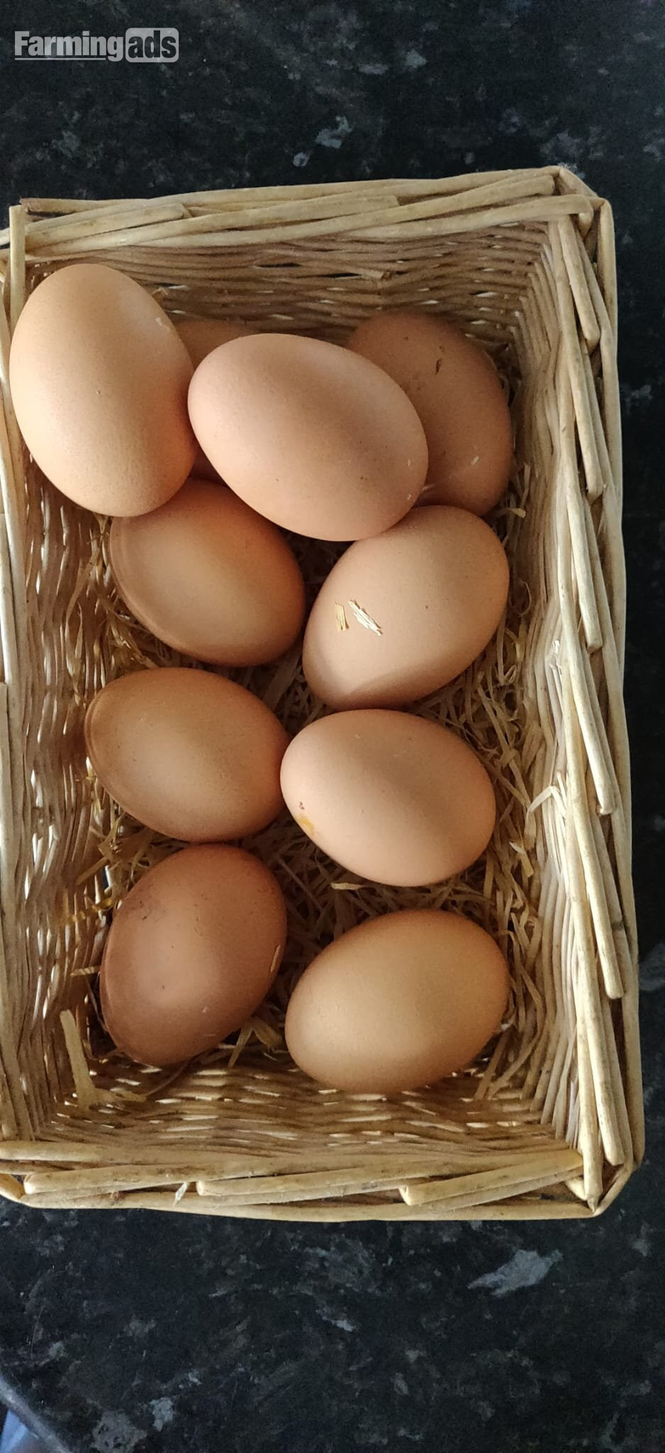 {CATEGORY} - Fertilized chicken eggs for Sale in London