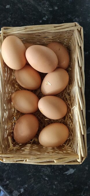 Fertilized chicken eggs for Sale in London