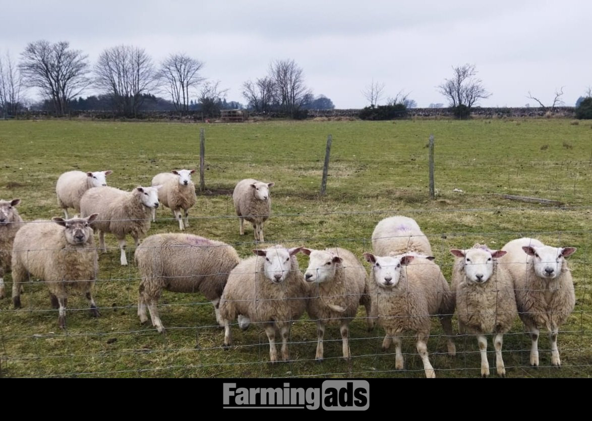 Finishing Lambs Cross Tex & Charolais (20)