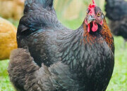 Point of Lays for Sale - Mixture of Breeds - Lancashire