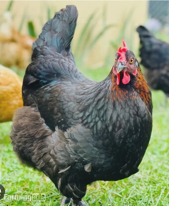 Point of Lays for Sale - Mixture of Breeds - Lancashire