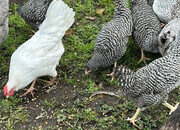 Barred Marans - Point of Lay Hens