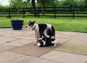 Jack Russell terriers 