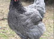 Bluebelles - Point of Lay Hens