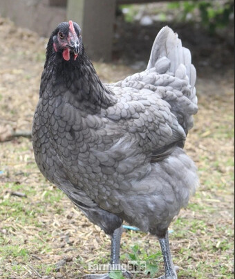 Bluebelles - Point of Lay Hens