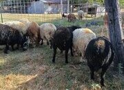 Awassi fat tail sheep for sale