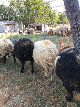 Awassi fat tail sheep for sale
