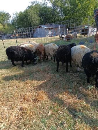  Awassi fat tail sheep for sale
