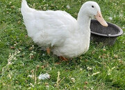 Aylesbury Ducks - flock dispersal - pure exhibition Aylesburys