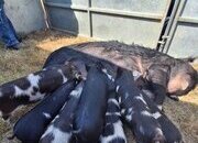 Pedigree birth registered kune kune piglets 