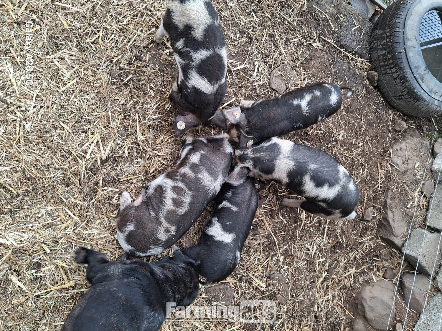 Pedigree birth registered kune kune piglets 