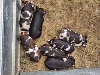 Pedigree birth registered kune kune piglets 