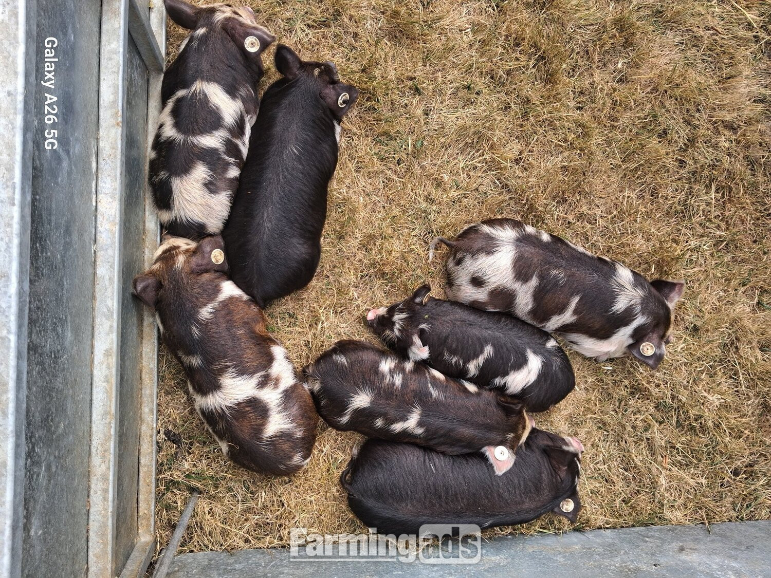  Pedigree birth registered kune kune piglets 