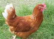 Nova Browns / Warrens - Point of Lay Hens