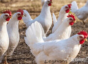 White Leghorns - Point of Lay Hens