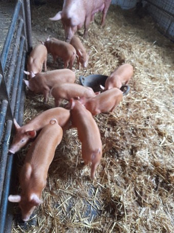 Birth notified Tamworth weaners .