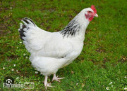 Light Sussex - Point of Lay Hens
