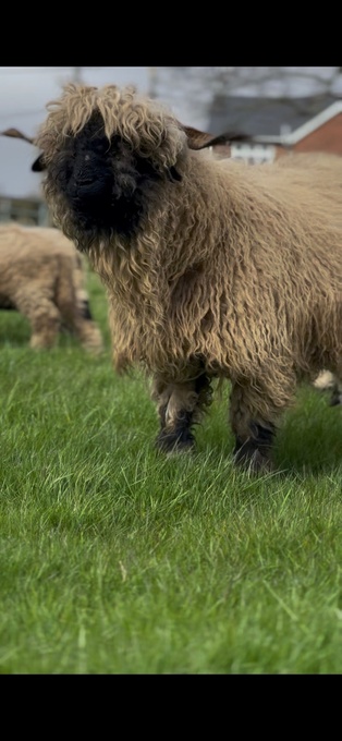 Valais Blacknose Breeding Ewe 