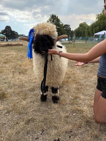 Valais Blacknose Ram UNPROVEN 