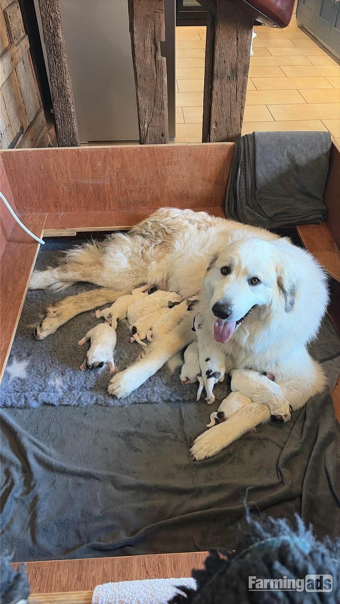 Pyrenean Mountain Dogs