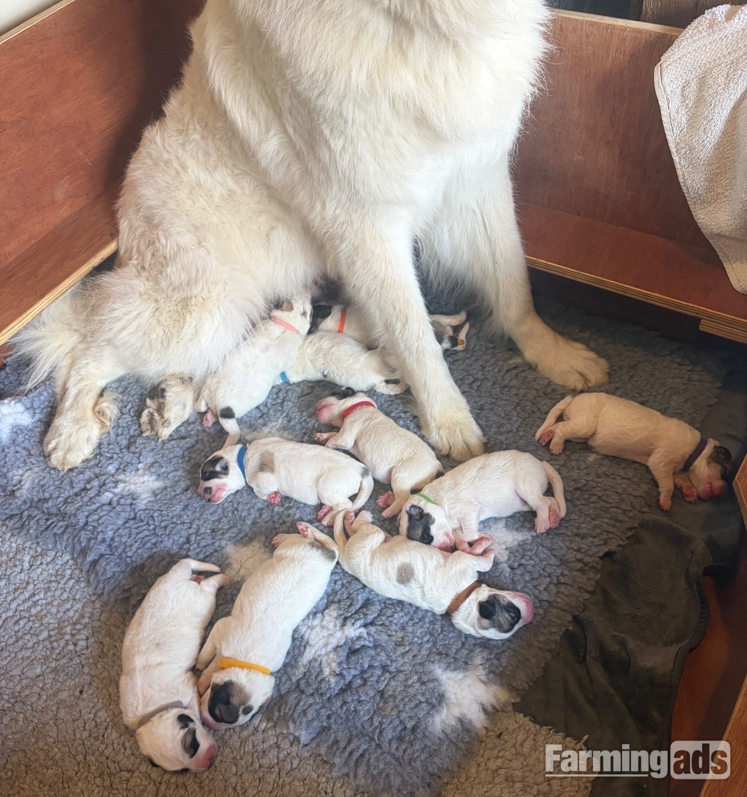 Pyrenean Mountain Dogs