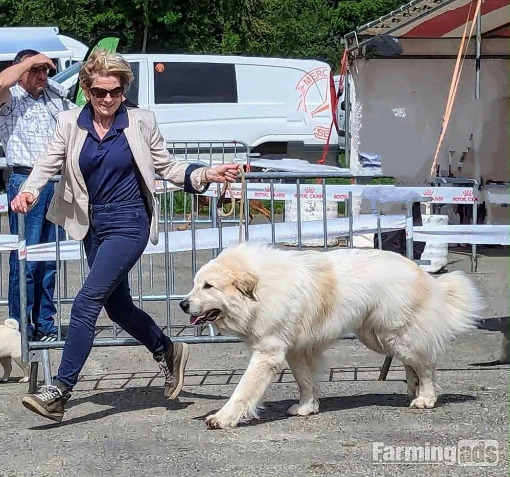  Pyrenean Mountain Dogs