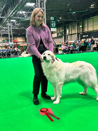 Pyrenean Mountain Dogs