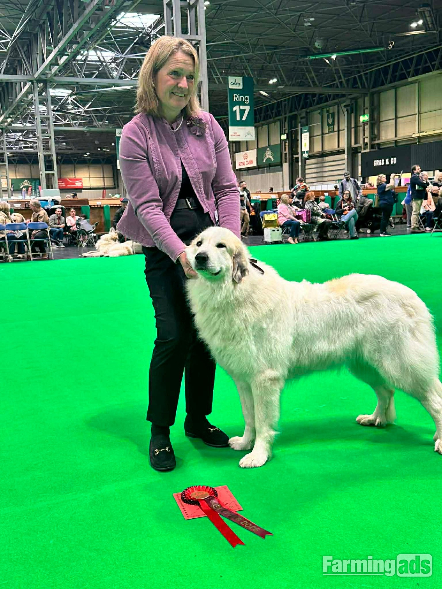 Pyrenean Mountain Dogs - {CATEGORY}