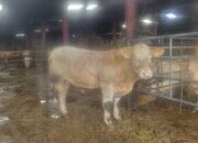 Pedigree Charlolais Bull 15 month old