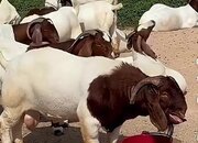 🐐 BOER GOATS FOR SALE