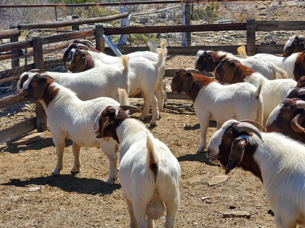 🐐 BOER GOATS FOR SALE
