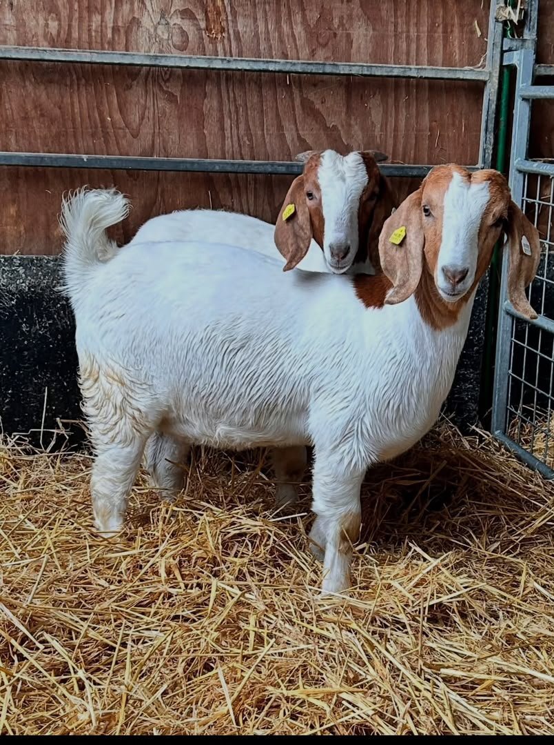  🐐 BOER GOATS FOR SALE