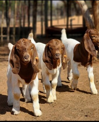 🐐 BOER GOATS FOR SALE