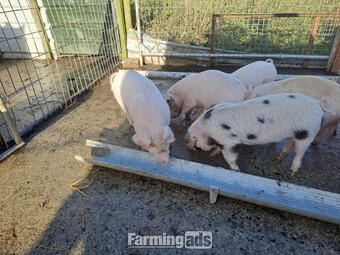 Weaners for sale, G.O.S/ Landrace outdoor reared. 